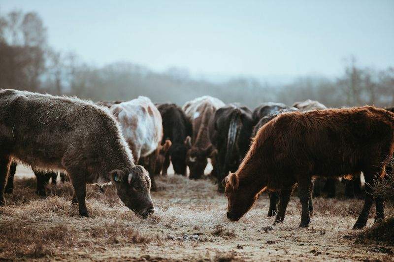 Planificación de pasturas y flujo de trabajo de visibilidad del rebaño