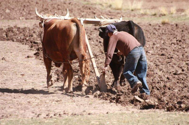 Ganadería Sierra del Alba 11