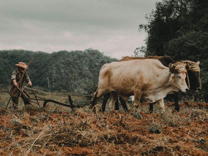 Ganadería Sierra del Alba 15