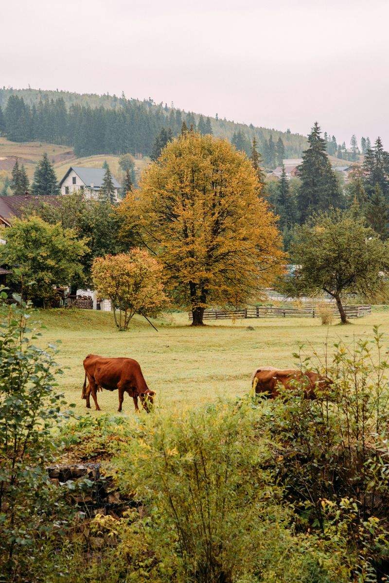 Ganadería Sierra del Alba 3