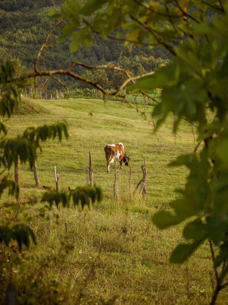 Ganadería Sierra del Alba 4