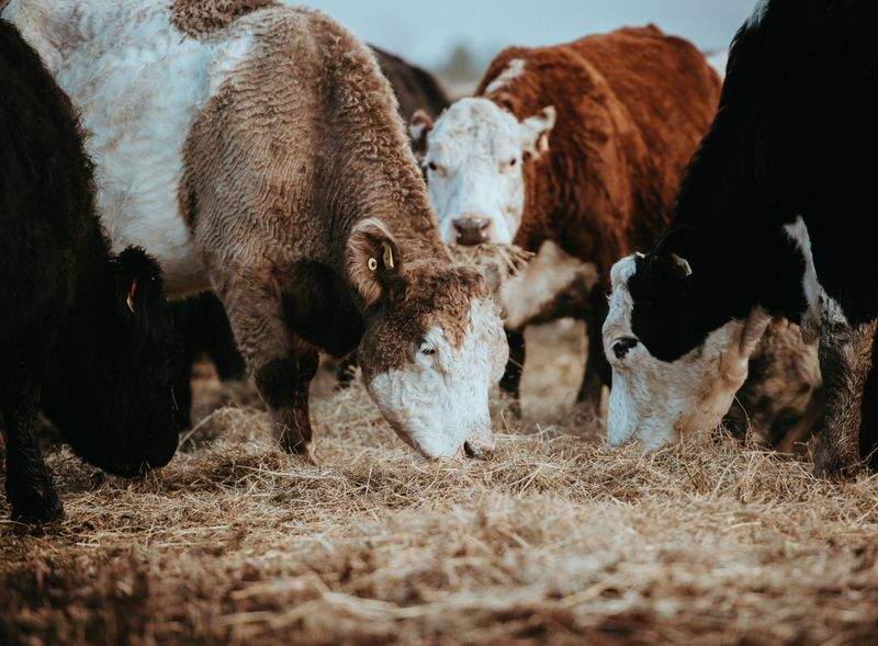 Asesoramiento en alimentación y nutrición animal