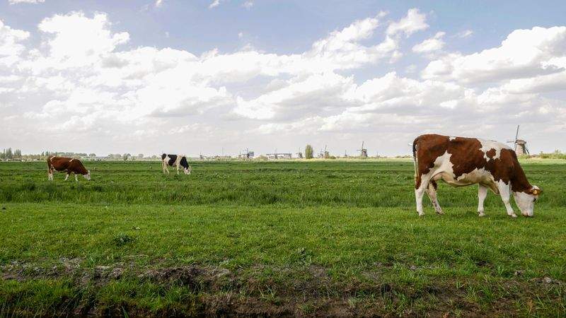 Control sanitario y seguimiento veterinario básico