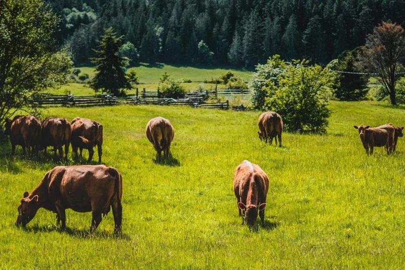 Venta de animales para reposición y engorde